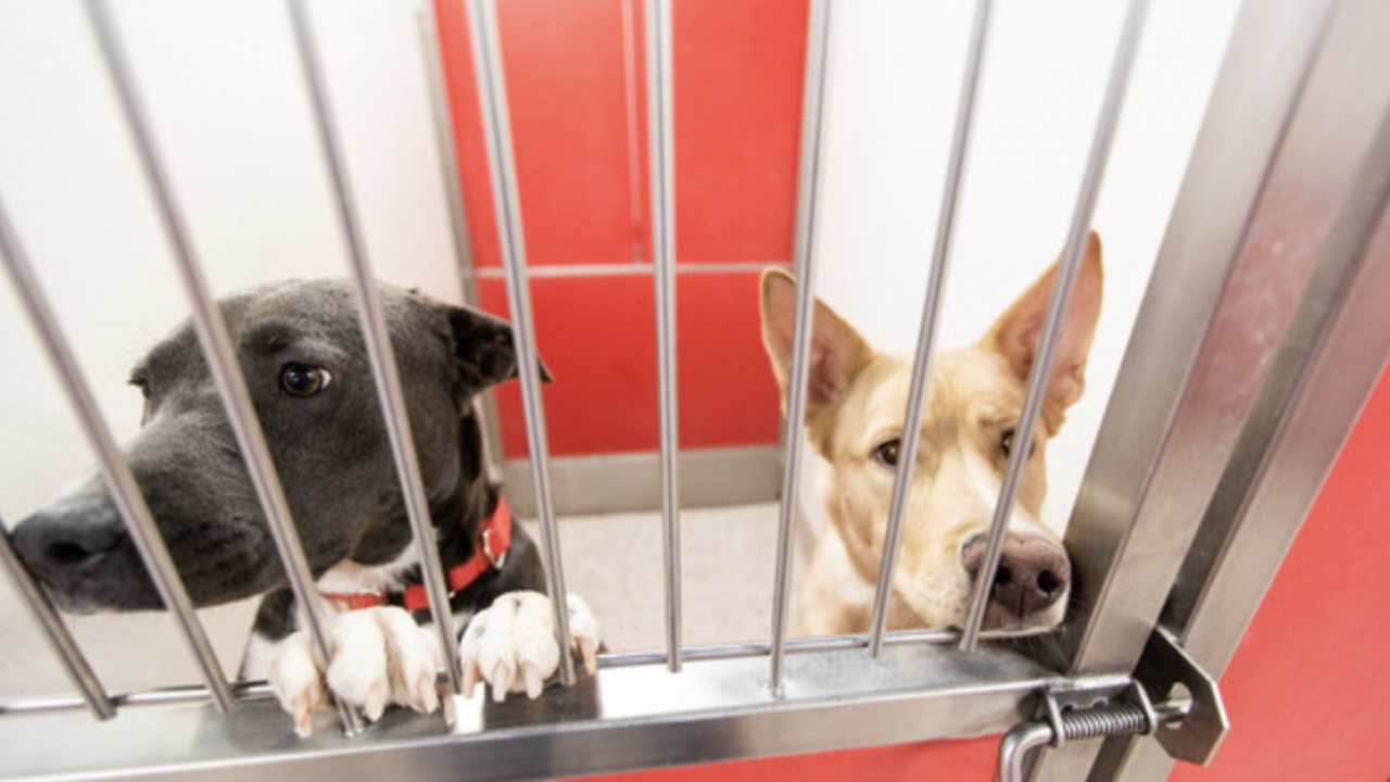 Pacc animals online for adoption